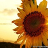 承远sunflower