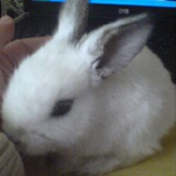 Mosmos