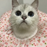 唉嘿嘿