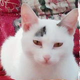 小宝