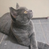 小狗还是猫咪
