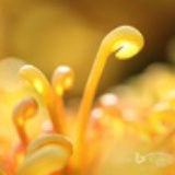 飘凌落羽