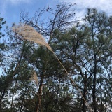 太阳蛋的窝棚