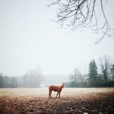 Snowcarpediem