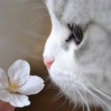 cherryll