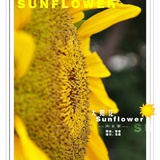 ''sunflower