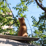 鲤