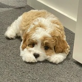 重点色甜甜圈🍩