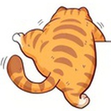 橘猫