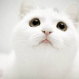 淘淘猫