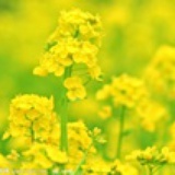 油菜花