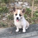 五一麻麻