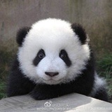 滚滚君