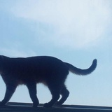 胡萝卜 ◡ູ̈