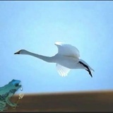 树树