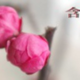朱古力