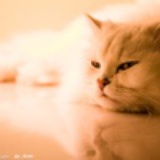 猫爷