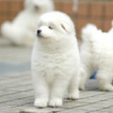 彩虹紫