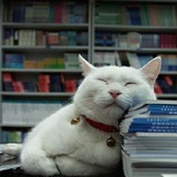懒猫生活