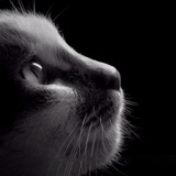 一只猫