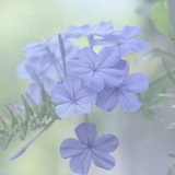 逆流成河