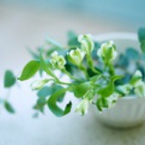闲花