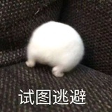 喜鹊