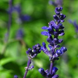 勤劳的小蜜蜂
