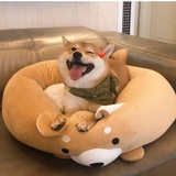 快乐女孩金正峰