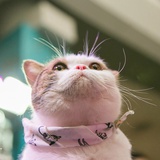 蜜汁喵星人