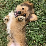 狗蛋