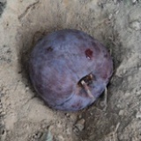 A rotten apple