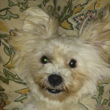snoopy