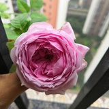 小小