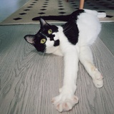 阿佩