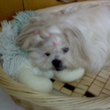 糖糖°εǐз