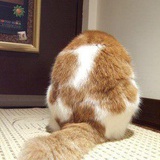 矮油说它要远行