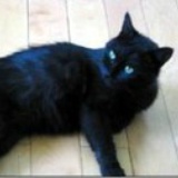 大猫咪F