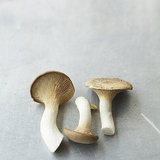 蘑菇木耳菌