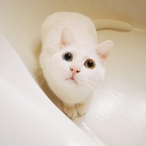歪歪
