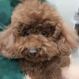 铵铵