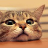 Lamecat