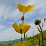 阳光