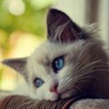 Bluegemini