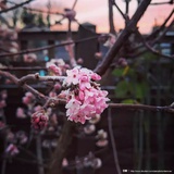 多年以后