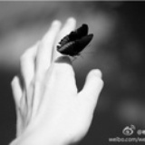 圈地的狗狗