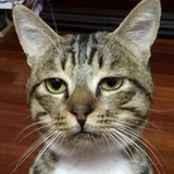 血腥小甜甜