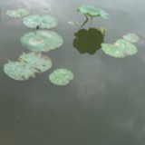 水上漂