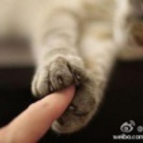 偎灶猫
