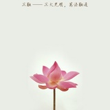 lotus25